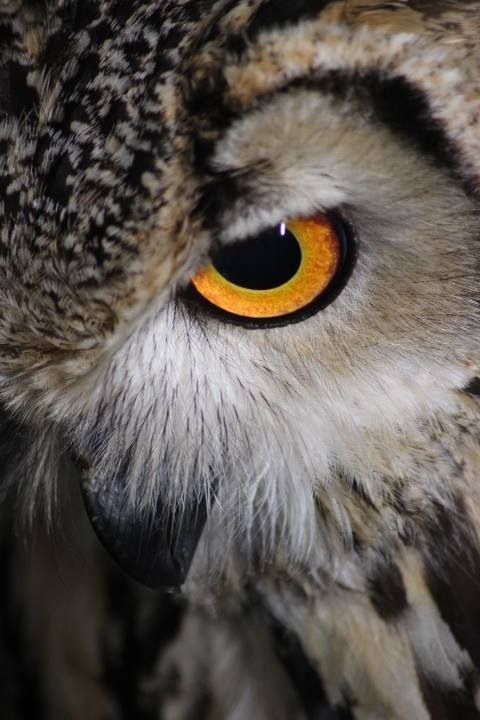 Eye Of Owl