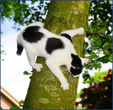Indestructable Cat